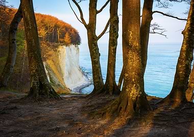 Chalk Cliffs and Trees by the Sea