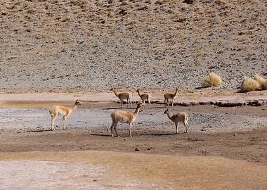 Geographies of Silence 11 - Guardians of the Altiplano