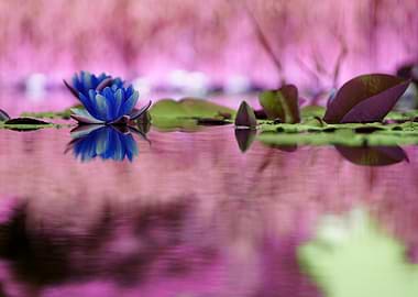 Blue Water Lily Reflection