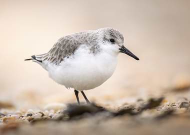 Sanderling Bird on the Beach