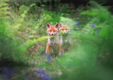 Two Fox Cubs in Greenery