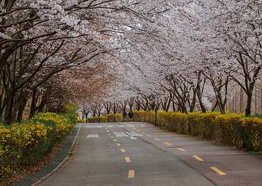Cherry Blossom Path in Seoul, South Korea