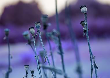 Dancing Poppy Heads Couple