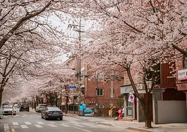 Cherry Blossom Street in Seoul, South Korea