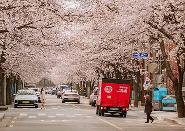 Cherry Blossom Street Scene in Seoul, South Korea