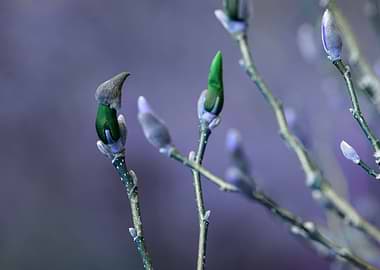 Magnolia Buds in Spring