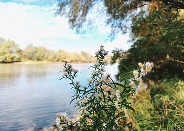Wildflowers by the River