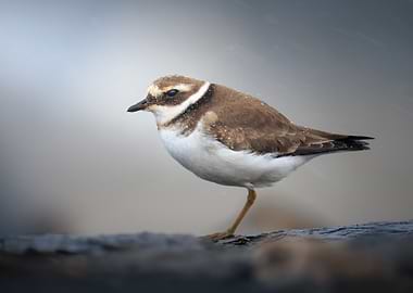 Little Ringed Plover Bird Portrait