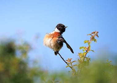 European Stonechat Perched on Branch