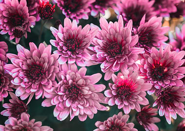 Pink Chrysanthemum Flowers Close-Up