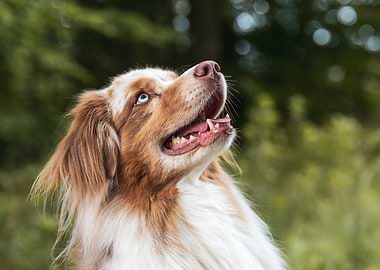 Happy Australian Shepherd Dog Portrait