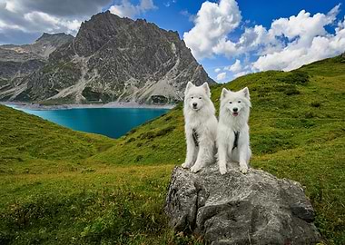 Two Samoyed Dogs in Mountain Landscape