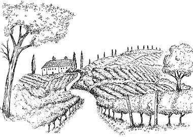 Vineyard Landscape Sketch