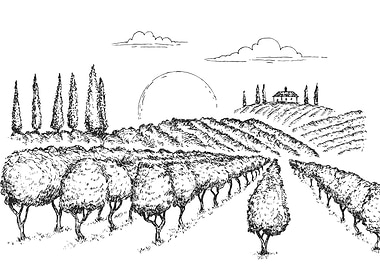 Vineyard Landscape Illustration