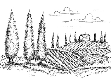 Vineyard Landscape Sketch