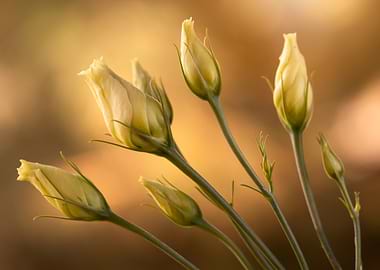 Delicate Flower Buds in Warm Light