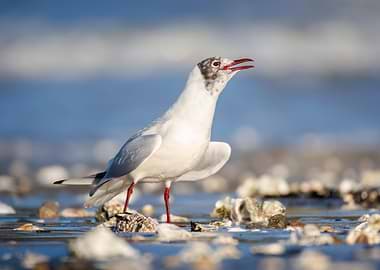Seagull on the Beach