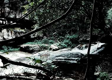 Waterfall in a Lush Forest