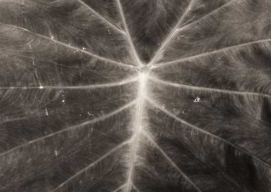 Elephant Ear Leaf Close-Up