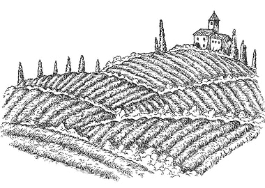 Vineyard Landscape Sketch with Building