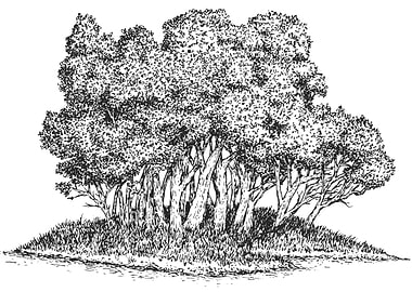 Monochrome Trees and Grass Illustration