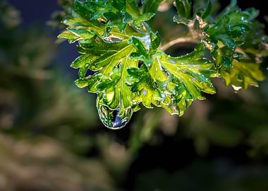 a drop of water on parsley