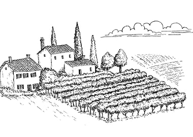 Vineyard Landscape Illustration