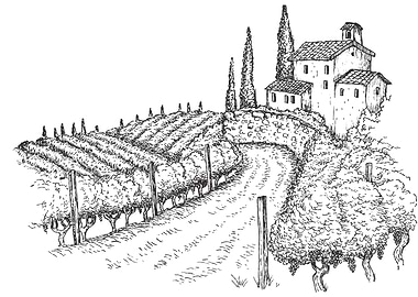 Vineyard Landscape Sketch