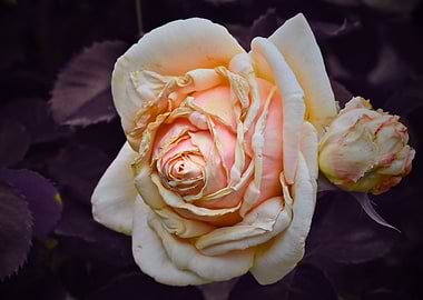 Peach Rose with Bud
