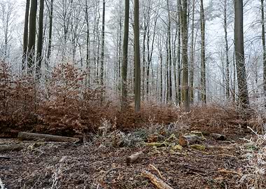 Winter Forest with Frost-Covered Trees
