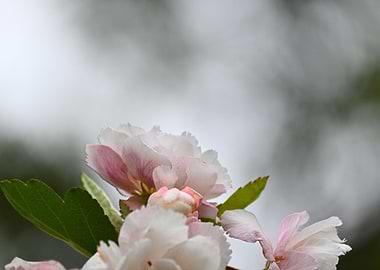 Delicate Pink and White Blossoms