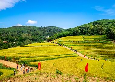 Rice Terraces and People