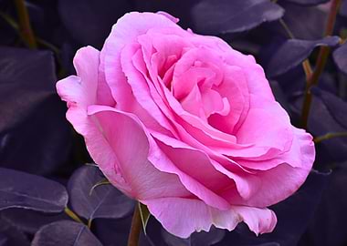 Pink Rose Blossom