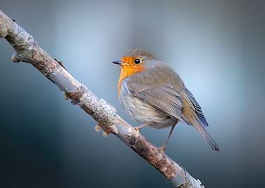 Robin perched on a branch
