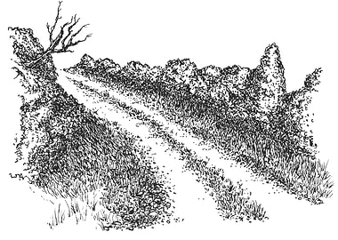 Rural Road Ink Drawing