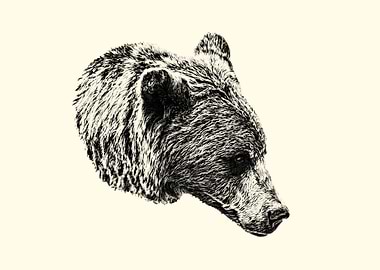 Bear Head Illustration