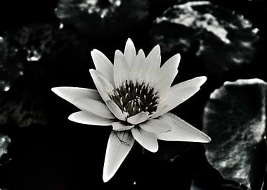 Monochrome Water Lily Blossom