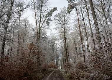 Winter Forest Path