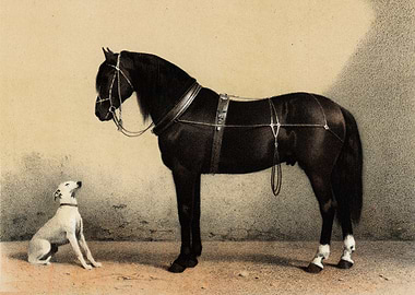 Black Horse and White Dog Portrait