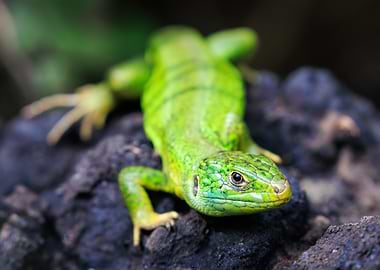 Green Lizard on Rock