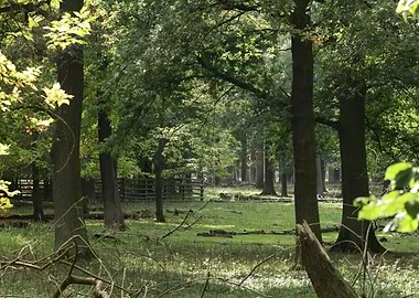 Sunlit Forest Clearing