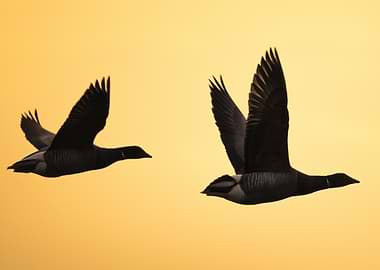Two Brant Geese Flying at Sunset