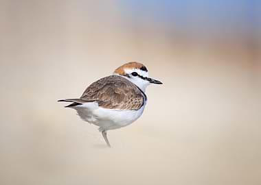 Chestnut-crowned bird standing on one leg