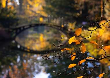 Autumn Bridge Reflection and Golden Leaves