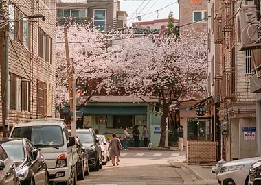 Urban Cherry Blossoms in Seoul, South Korea