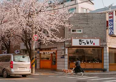 Dog Walk Under Cherry Blossoms in Seoul, South Korea