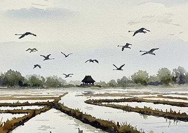 Watercolor Painting of Rice Field and Birds