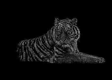 Tiger Illustration - Black and White
