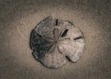 Sand dollar on sandy beach