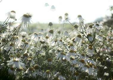 Field of Chamomile Flowers in Sunlight